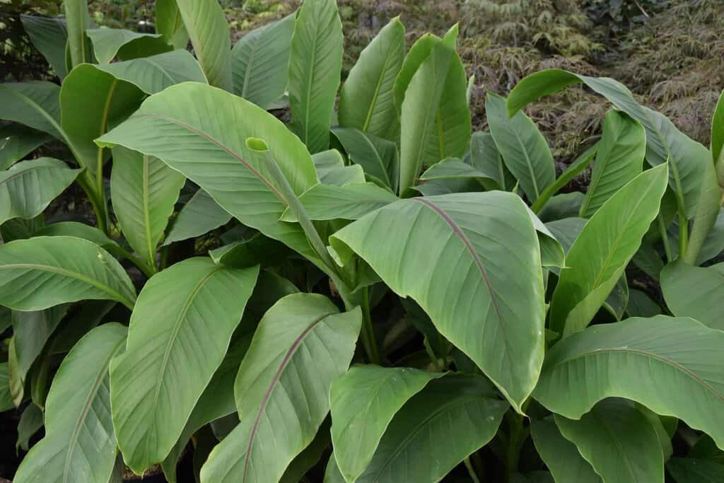 Musa basjoo 250-300 cm